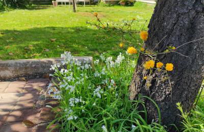 Il Ciliegio Holiday Apartment With Garden - Foto 36