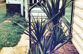 The Wee Sprout - Foto 10