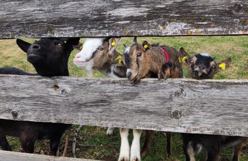 Ferienhof beim Bohlar - Geiselstein - Foto 9