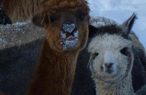 Alpaca-Village - Foto 29