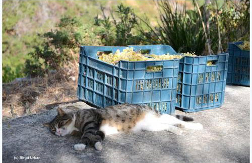 Niriides Studios - Foto 31