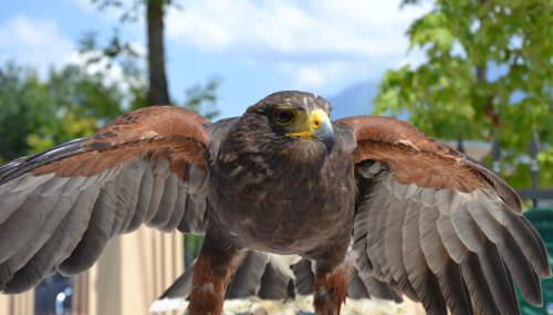 Azienda Agrituristica La Tenuta del Falco - Foto 2, Other