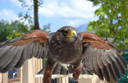 Azienda Agrituristica La Tenuta del Falco - Foto 2