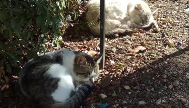 Casas Rurales La Loma Del Carrascal - Foto 5