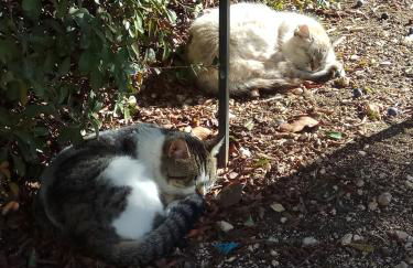 Casas Rurales La Loma Del Carrascal - Foto 5