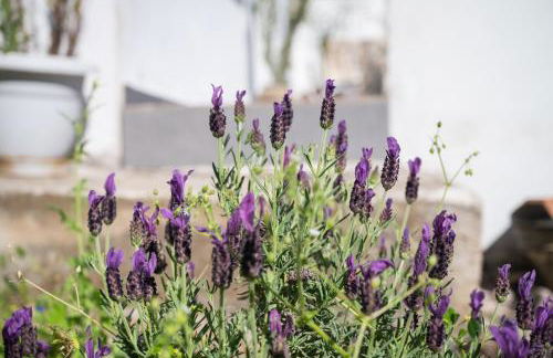 Iris Cretan Mountain Escape - Photo 25