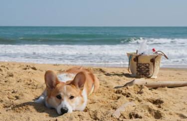Maison 2 Chambres en Bord de Mer-Jardin & Animaux Acceptes, 400m de la Plage - Foto 21