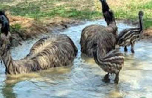 Gerrie's Place at Figment Ranch Foundation Animal Sanctuary near Round Top Texas - Foto 32