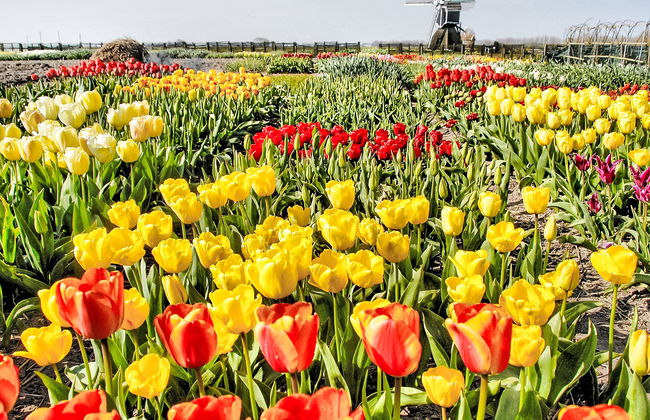 3 bedroom House in Noordwijk with garden and terrace - Photo 13