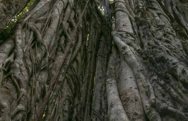 Villas Cabuya Beach & Forest - Foto 69