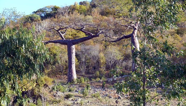 Tour por la ciudad de Antsiranana - Foto 2
