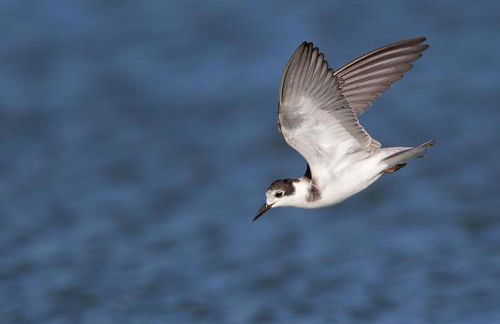 Casa Gaivina 1 - Foto 24