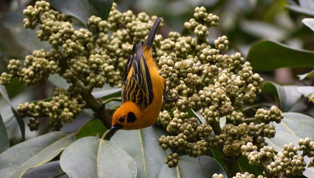 Aves en el santuario