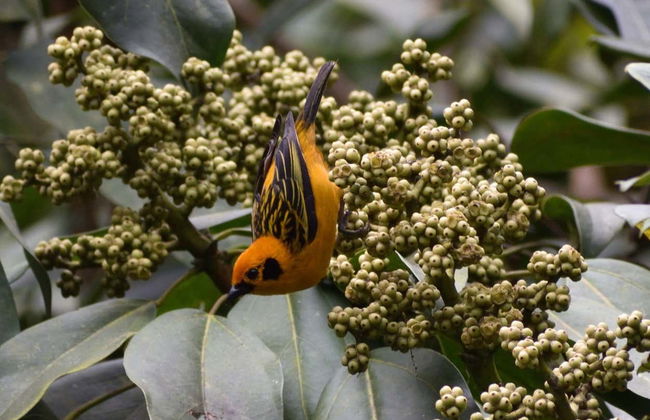 Trilha pelo santuário Otún Quimbaya - Foto 5