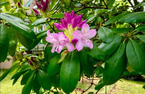 Charming, Pet-friendly Lake front Retreat WiFi - Foto 10