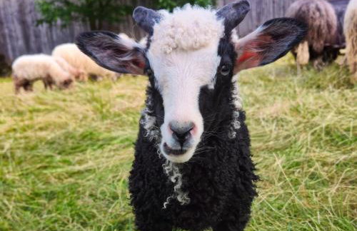 Owca za płotem - Foto 2