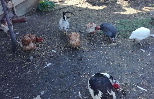 Salas Farma 47 - Photo 23