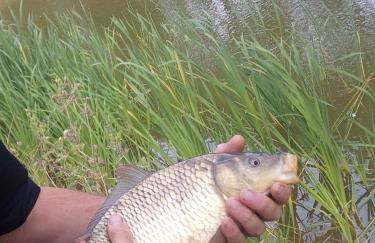 Countryside Lodge - Foto 10