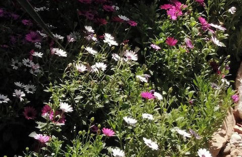 Cozy Apollon Villa, Sea View, Next To Galaxidi - Photo 26