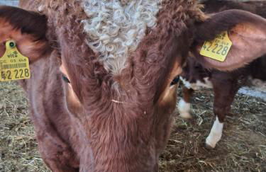 Zur schönen Aussicht - Foto 10