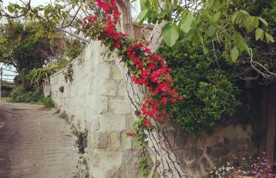 Residence Limoneto Ischia - Foto 57