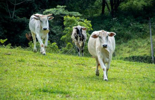 Hotel Fazenda Monte Sião - Foto 25