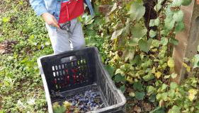 Agriturismo Frantoio Mafrica - Foto 3