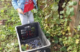 Agriturismo Frantoio Mafrica - Foto 3