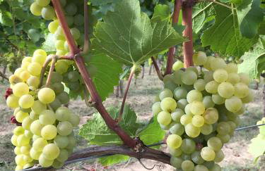 Ferien- Und Winzerhof Simon - Photo 14