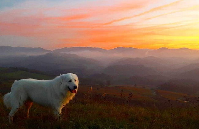 agriturismo il melo rosso - Foto 17