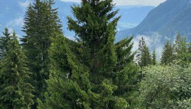 IL NIDO - Residence Sun Valley - Photo 5