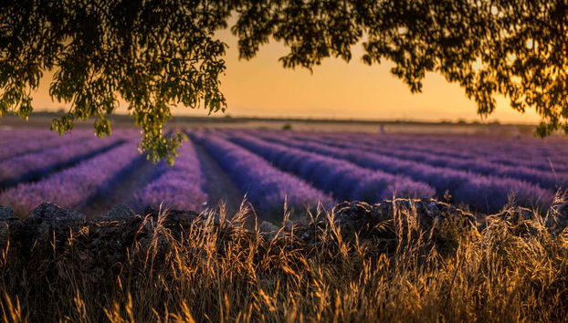 Brihuega Lavender Fields + Distillery Tour - Foto 4
