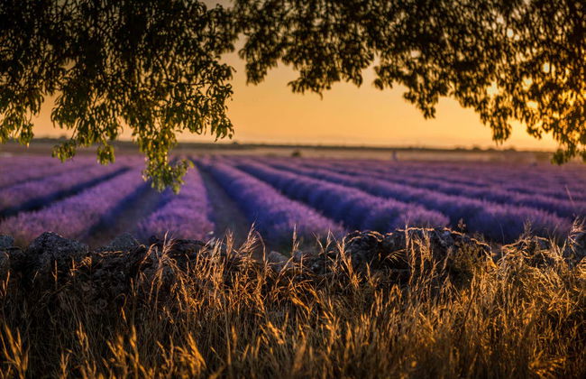Brihuega Lavender Fields + Distillery Tour - Foto 4