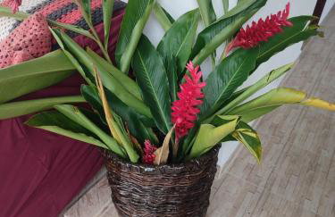 Pousadinha Ateliê da Maite - Foto 16