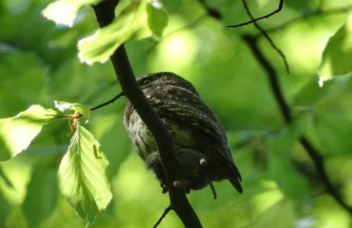 U Jadzi Pogórze Przemyskie - Foto 12