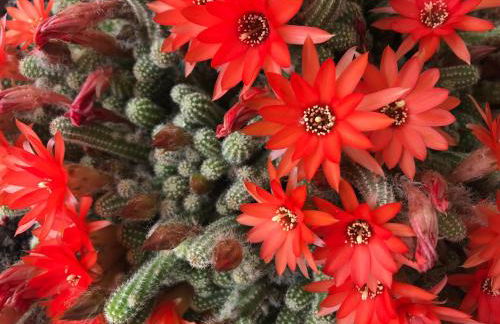 La Casa di Demetra. Un Paradiso tra gli Olivi. - Foto 22