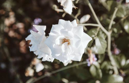 Villa Claudia - Foto 66