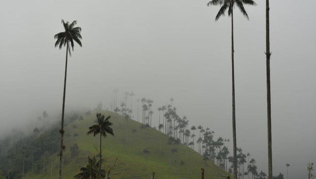 Découvrez la charmante vallée de Cocora, Salento et Filandia - Excursion d'une journée - Photo 4