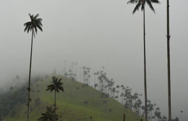 Erkunden Sie das bezaubernde Cocora-Tal, Salento und Filandia – Tagestour - Foto 4