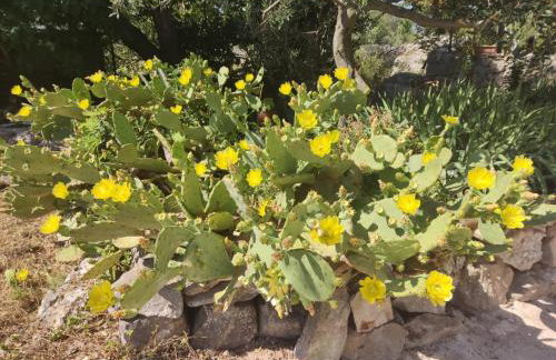 Hvar Mediterranean Ranch House - Foto 23