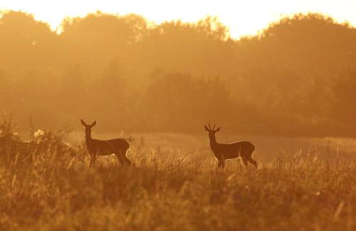 Oak & Hazel, Heath Row Barn - Foto 30