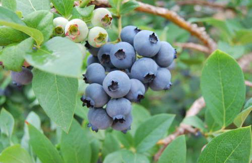 Tenuta Fortelongo - Foto 110