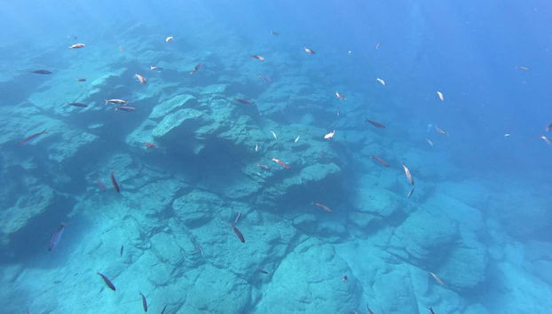 Costa Adeje Snorkelling Experience - Foto 3