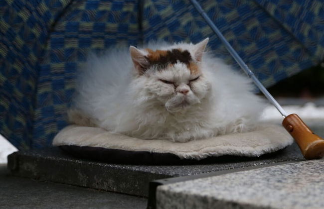 Ostseeliebe Comfortable Holiday Residence - Foto 3