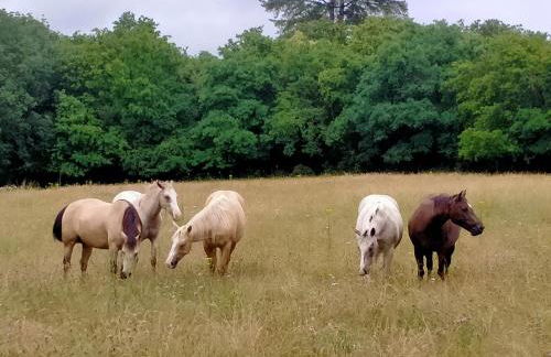 Manoir de L'Aisnerie - Foto 31