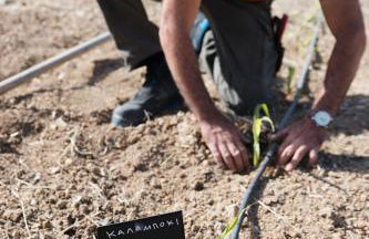 Thalasses Villas Rethymno - Photo 30