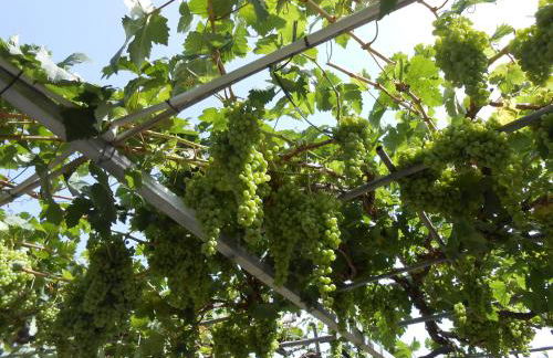 Casitas Las Uvas y las Viñas - Foto 59