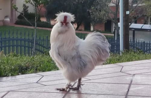 La Tavernetta - Foto 29