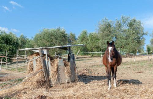 Agriturismo Vocabolo Poggio del Pero - Foto 39
