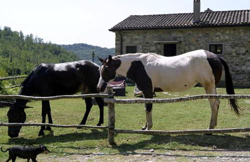 Le Chianine dei Tognoli - Foto 22